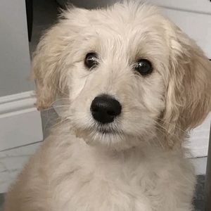 Meet your Posher, Susan b.